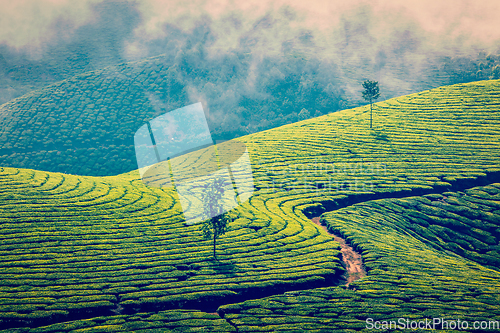 Image of Green tea plantations in Munnar, Kerala, India