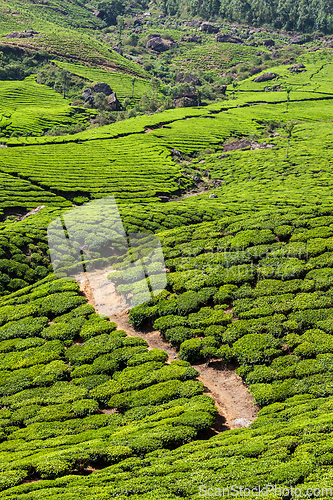 Image of Green tea plantations in Munnar, Kerala, India