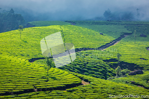 Image of Green tea plantations in Munnar, Kerala, India