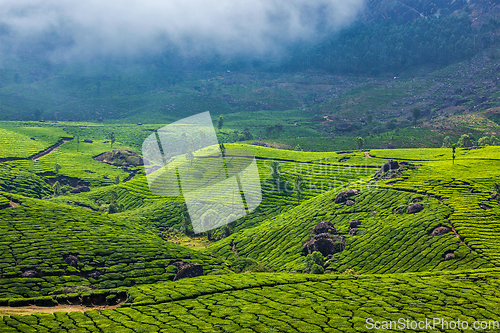 Image of Green tea plantations in Munnar, Kerala, India