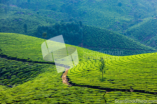 Image of Green tea plantations in Munnar, Kerala, India