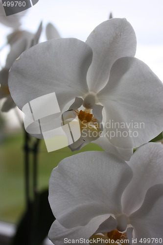Image of orchids