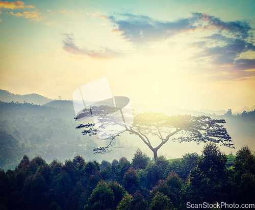 Image of Lonely tree on sunrise in hills