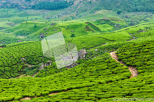 Image of Green tea plantations in Munnar, Kerala, India