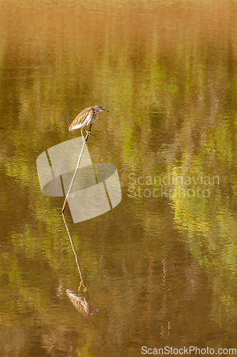 Image of Indian Pond Heron or Paddybird (Ardeola grayii)