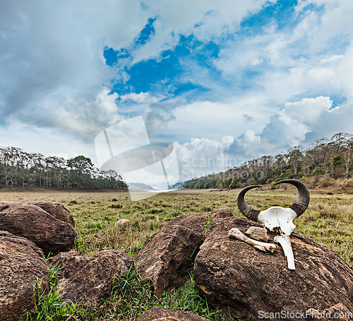 Image of Gaur (Indian bison) skull with horns and bones