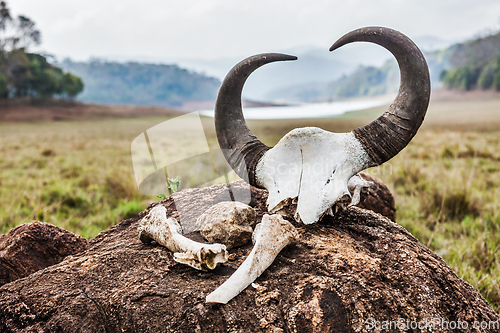 Image of Gaur (Indian bison) skull with horns and bones