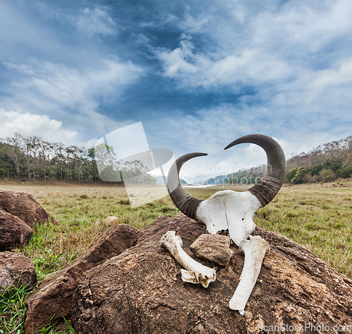 Image of Gaur (Indian bison) skull with horns and bones