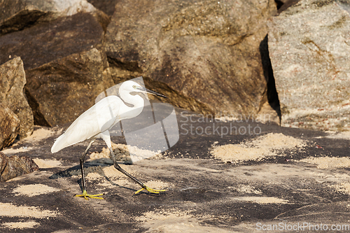 Image of Little Egret (Egretta garzetta)