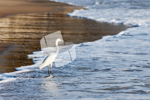 Image of Little Egret (Egretta garzetta)