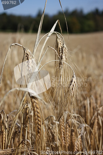 Image of spike of corn