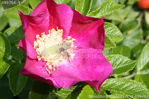 Image of Bee