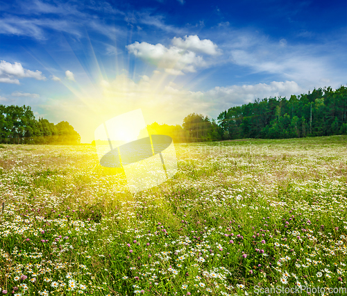 Image of Summer blooming meadow field