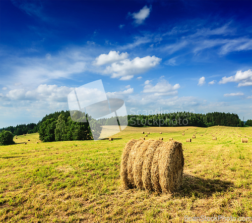 Image of Hay bales on field