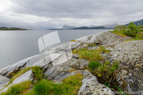 Image of grass that grows on rocks by the sea