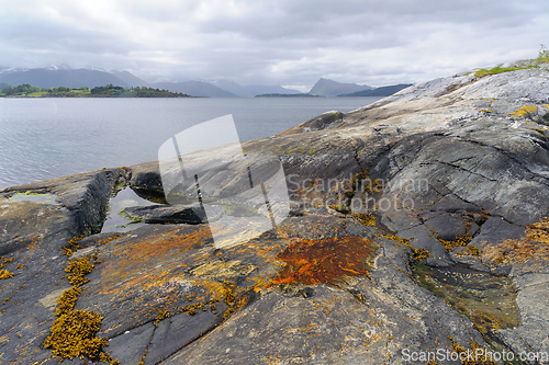 Image of seaweed growing on a cliff