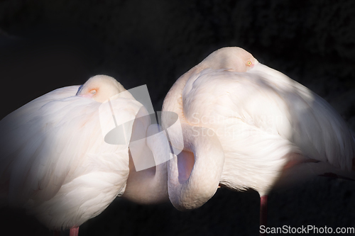 Image of Flamingos with heads tucked in sleeping