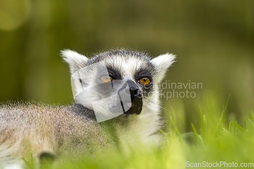 Image of Ring-tailed lemur lies on the grass