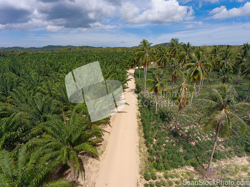 Image of Coconut and tapioca plantation in Huai Yai, Pattaya, Thailand