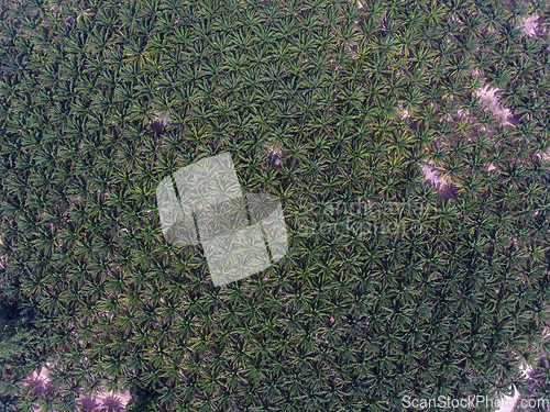 Image of Palm oil plantation near Pattaya, Thailand