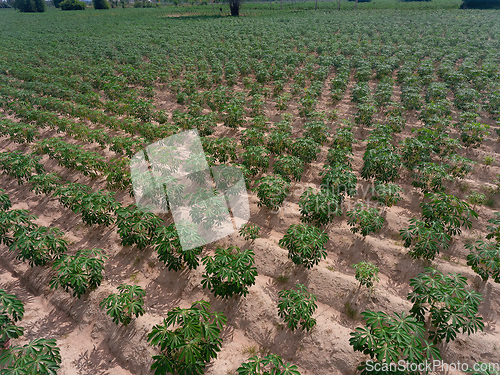 Image of Tapioca field in Thailand