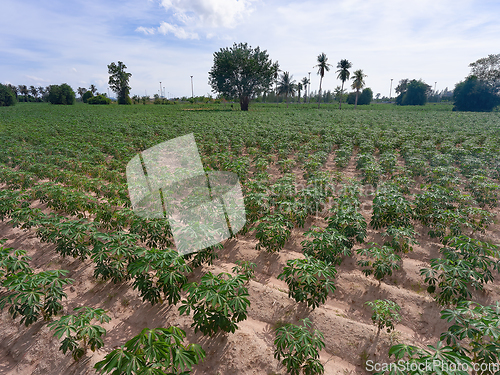 Image of Tapioca field in Thailand