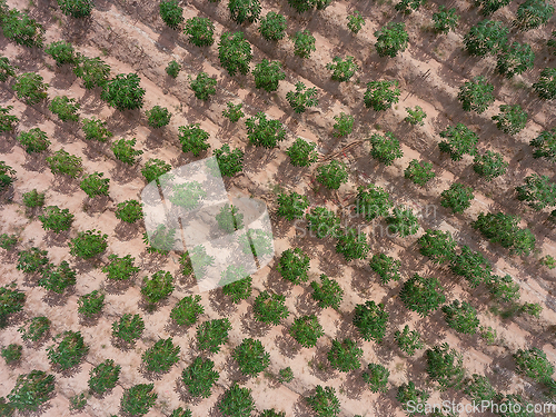 Image of Tapioca field in Thailand