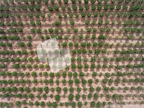 Image of Tapioca field in Thailand