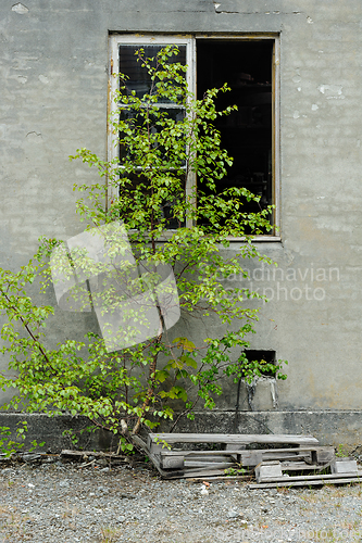 Image of old broken window with green wood in old brickwork