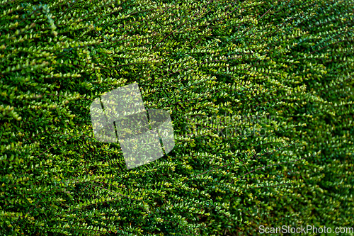 Image of Background texture photo of bushes with green leaves for screensaver