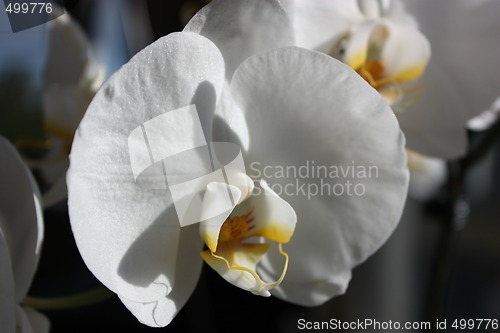 Image of orchids