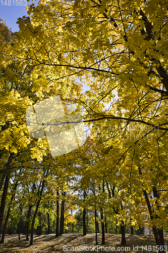 Image of beautiful tree crown