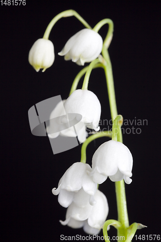 Image of Lily of the valley