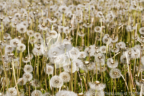 Image of white dandelions
