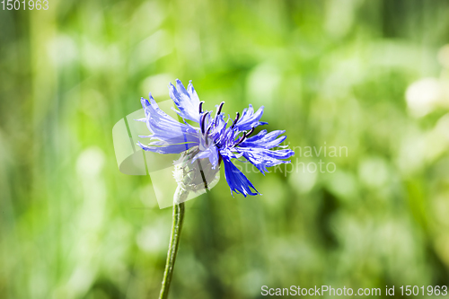 Image of blue wildflowers cornflowers