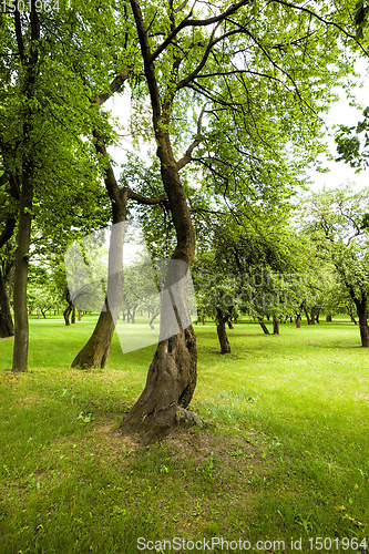 Image of trees in spring