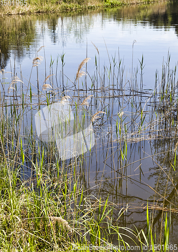 Image of grass growing