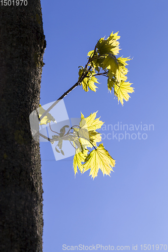 Image of young maple tree