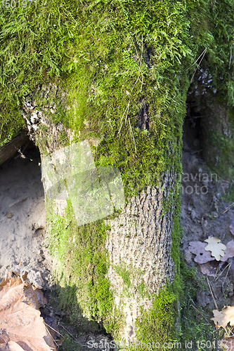 Image of tree bark