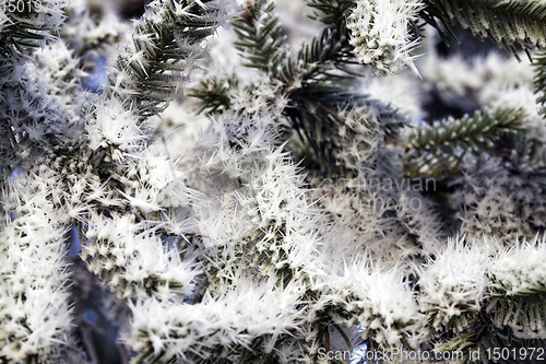 Image of pine trees in winter