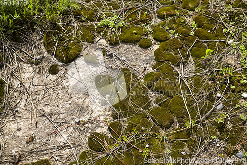 Image of moss on stones