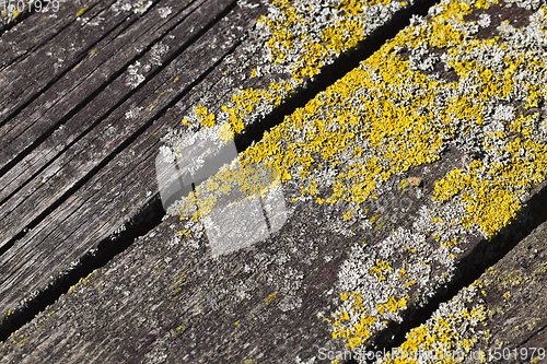 Image of lichen on the boards