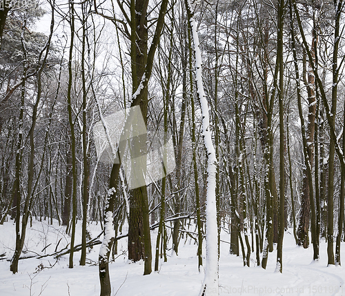 Image of white fresh snow in forest