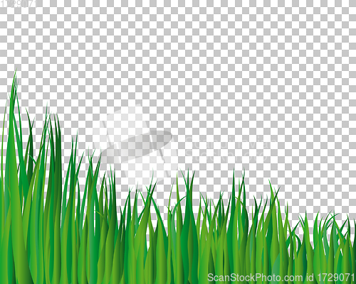 Image of grass background