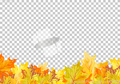 Image of Fall (Autumn) Maple Background