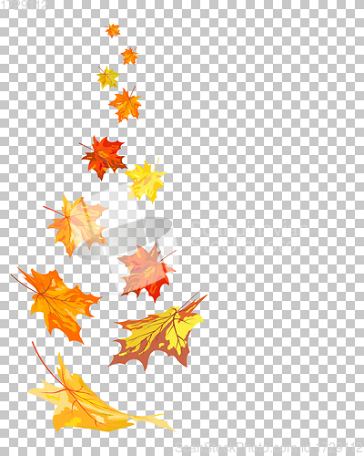 Image of Fall (Autumn) Maple Background