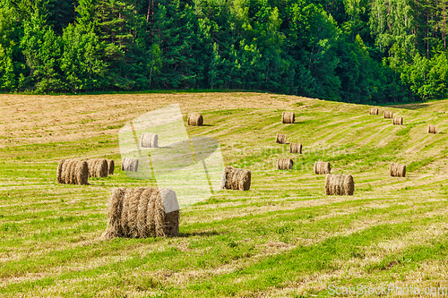 Image of Hay bales on field