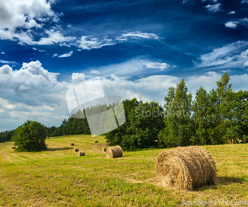 Image of Hay bales on field