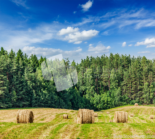 Image of Hay bales on field