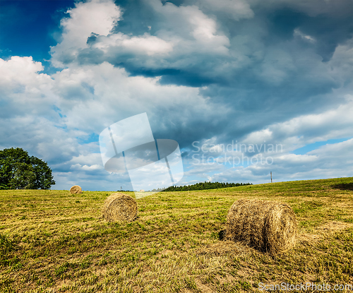 Image of Hay bales on field